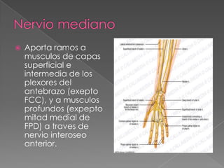 

Aporta ramos a
musculos de capas
superficial e
intermedia de los
plexores del
antebrazo (exepto
FCC), y a musculos
profundos (expepto
mitad medial de
FPD) a traves de
nervio interoseo
anterior.

 
