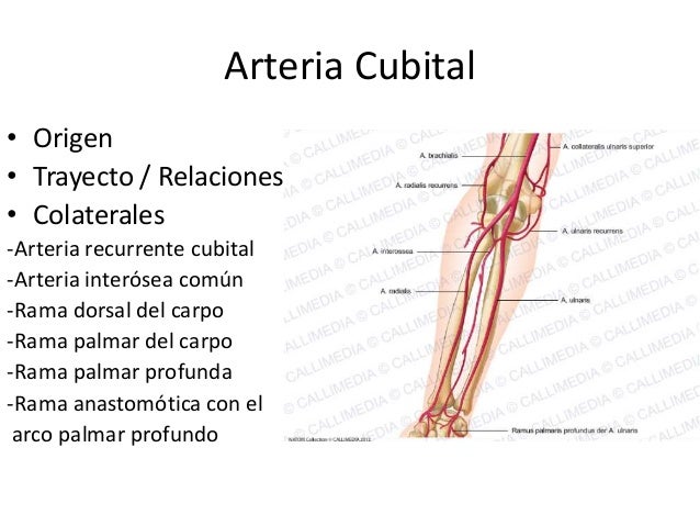 Arterias del antebrazo y la mano