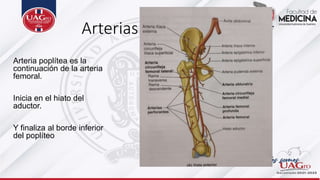 Arterias de la rodilla
Arteria poplítea es la
continuación de la arteria
femoral.
Inicia en el hiato del
aductor.
Y finaliza al borde inferior
del poplíteo
 