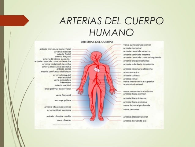 Cuantas Arterias Tiene El Cuerpo Humano Wikipedia es.slideshare.net