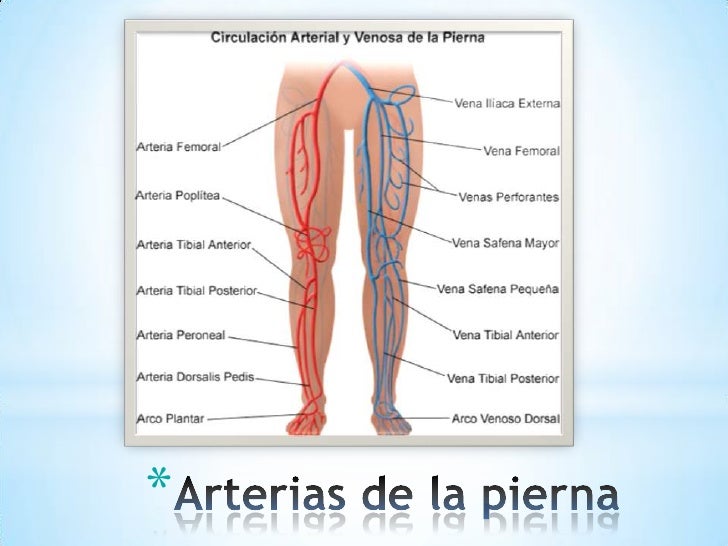 Aparato cardiovascular Tema 10 Parte 2 (arterias del cuerpo)