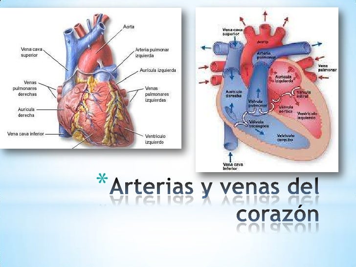 Aparato Cardiovascular Tema 10 Parte 2 Arterias Del Cuerpo