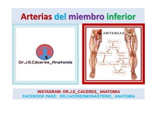 Arterias del miembro inferior
INSTAGRAM: DR.J.E_CACERES_ ANATOMIA
FACEBOOK PAGE: DR.CACERESMONASTERIO_ ANATOMIA
 