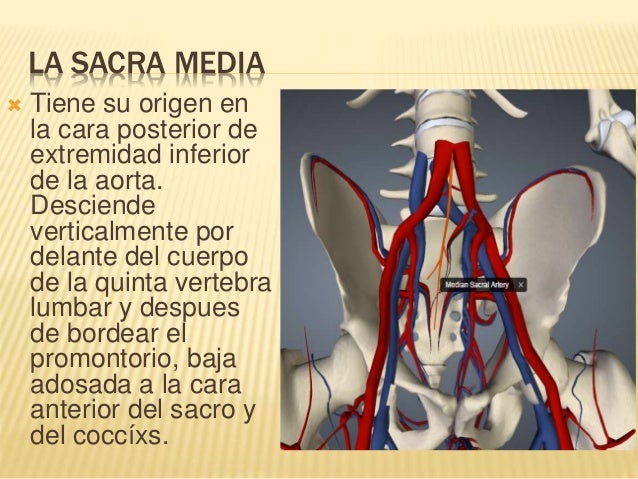 Arterias Y Venas De La Pelvis: Vena Circunfleja Iliaca Profunda – IAHPB