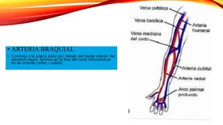 • ARTERIA BRAQUIAL
• Continúa a la arteria axilar por debajo del borde inferior del
pectoral mayor. Termina en la fosa del...