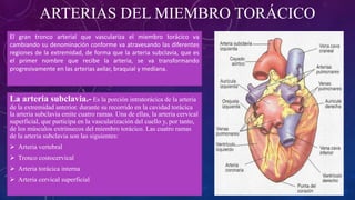 ARTERIAS DEL MIEMBRO TORÁCICO
El gran tronco arterial que vasculariza el miembro torácico va
cambiando su denominación conforme va atravesando las diferentes
regiones de la extremidad, de forma que la arteria subclavia, que es
el primer nombre que recibe la arteria, se va transformando
progresivamente en las arterias axilar, braquial y mediana.
La arteria subclavia.- Es la porción intratorácica de la arteria
de la extremidad anterior. durante su recorrido en la cavidad torácica
la arteria subclavia emite cuatro ramas. Una de ellas, la arteria cervical
superficial, que participa en la vascularización del cuello y, por tanto,
de los músculos extrínsecos del miembro torácico. Las cuatro ramas
de la arteria subclavia son las siguientes:
 Arteria vertebral
 Tronco costocervical
 Arteria torácica interna
 Arteria cervical superficial
 
