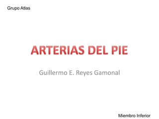 Grupo Atlas




              Guillermo E. Reyes Gamonal




                                       Miembro Inferior
 