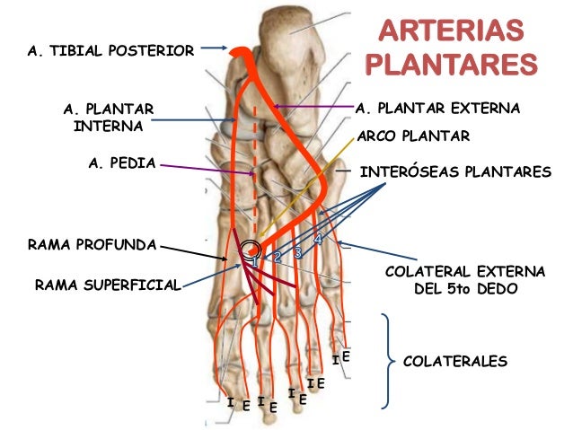 Las contraindicaciones a la desaparición de los asteriscos vasculares por el láser
