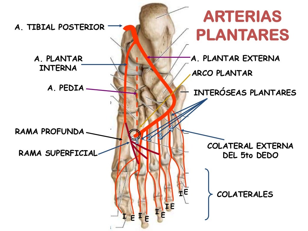 ARTERIAS DEL PIE GRUPO ATLAS ANATOMIA HUMANA ARTERIAS DEL PIE GRUPO ATLAS ANATOMIA HUMANA