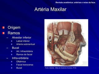 Artéria Maxilar
Origem
Ramos
– Alveolar inferior
Labial inferior
Arteria submentual
– Bucal
Art. Infraorbitária
Ramos da facial
– Infra-orbitária
Oftálmica
Facial transversa
Bucal
Revisão anatômica: artérias e veias da face.
Fonte: Sobotta, Altlas de Anatomia Humana, 5º Ed.
 