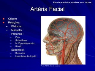 Artéria Facial
Origem
Relações:
– Platisma
– Masseter
– Profunda :
Pele
Subcutâneo
M. Zigomático maior
Risório
– Superficial:
Bucinador
Levantador do Angulo
Revisão anatômica: artérias e veias da face.
Fonte: ADAM, Atlas de anatomia
 