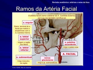 Ramos da Artéria Facial
Revisão anatômica: artérias e veias da face.
Fonte: ADAM, Atlas de anatomia
 