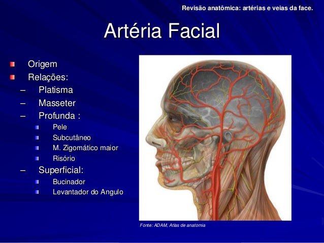 Arterias e veias da face 2015