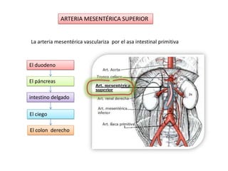 ARTERIA MESENTÉRICA SUPERIOR
La arteria mesentérica vasculariza por el asa intestinal primitiva
El colon derecho
El duodeno
El páncreas
intestino delgado
El ciego
 