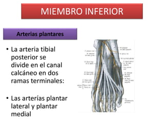 • La arteria tibial
posterior se
divide en el canal
calcáneo en dos
ramas terminales:
• Las arterías plantar
lateral y plantar
medial
MIEMBRO INFERIOR
Arterias plantares
 