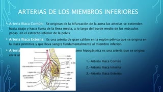 ARTERIAS DE LOS MIEMBROS INFERIORES
• Arteria Iliaca Común: Se originan de la bifurcación de la aorta las arterias se extienden
hacia abajo y hacia fuera de la línea media, a lo largo del borde medio de los músculos
psoas en el estrecho inferior de la pelvis
• Arteria Ilíaca Externa: Es una arteria de gran calibre en la región pélvica que se origina en
la iliaca primitiva y que lleva sangre fundamentalmente al miembro inferior.
• Arteria Ilíaca Interna: También conocida como hipogástrica es una arteria que se origina
en la arteria iliaca primitiva
1.-Arteria Iliaca Común
2.-Arteria Iliaca Interna
3.-Arteria Iliaca Externa
 