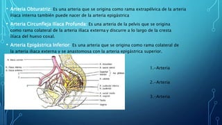 • Arteria Obturatriz: Es una arteria que se origina como rama extrapélvica de la arteria
iliaca interna también puede nacer de la arteria epigástrica
• Arteria Circunfleja Ilíaca Profunda: Es una arteria de la pelvis que se origina
como rama colateral de la arteria ilíaca externa y discurre a lo largo de la cresta
ilíaca del hueso coxal.
• Arteria Epigástrica Inferior: Es una arteria que se origina como rama colateral de
la arteria iliaca externa y se anastomosa con la arteria epigástrica superior.
• 1.-Arteria
Obturatriz
• 2.-Arteria
Circunfleja
• 3.-Arteria
Epigastrica
 