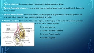 • Arteria Uterina: Es una arteria en mujeres que irriga sangre al útero.
• Arteria Pudenda Interna: Es una arteria que se origina como rama extrapélvica de la arteria
ilíaca interna.
• Arteria Rectal Media: Es una arteria de la pelvis que se origina como rama intrapélvica de
la arteria ilíaca interna y que suministra sangre al recto.
• Arteria Vaginal: Es una arteria que se origina, en la mujer, como rama intrapélvica visceral
de la arteria ilíaca interna, que a veces nace de la arteria uterina.
• 1.-Arteria Uterina
• 2.-Arteria Pudenda Interna
• 3.-Arteria Rectal Media
• 4.-Arteria Vaginal
 