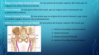 • Arteria Circunfleja Femoral Lateral: Es una arteria de la parte superior del muslo que se
origina en la arteria femoral profunda.
• Arteria Femoral: Es una gran arteria del muslo, que se origina como continuación de
la arteria ilíaca externa.
• Arteria Femoral Profunda: Es una arteria que se origina de la arteria femoral y que como
su nombre sugiere, discurre más profundamente.
• Arteria Circunfleja Femoral Medial: Es una arteria de la parte superior del muslo que
suministra sangre al cuello del fémur.
• 1.-Arteria Circunfleja Femoral Lateral
• 2.-Arteria Femoral
• 3.-Arteria Femoral Profunda
• 4.-Arteria Circunfleja Femoral Medial
 
