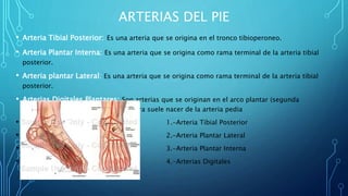 ARTERIAS DEL PIE
• Arteria Tibial Posterior: Es una arteria que se origina en el tronco tibioperoneo.
• Arteria Plantar Interna: Es una arteria que se origina como rama terminal de la arteria tibial
posterior.
• Arteria plantar Lateral: Es una arteria que se origina como rama terminal de la arteria tibial
posterior.
• Arterias Digitales Plantares: Son arterias que se originan en el arco plantar (segunda
tercera y cuarta interóseas); la primera suele nacer de la arteria pedia
• 1.-Arteria Tibial Posterior
• 2.-Arteria Plantar Lateral
• 3.-Arteria Plantar Interna
• 4.-Arterias Digitales
 