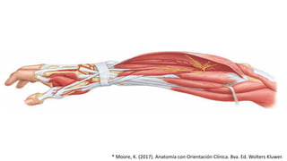 * Moore, K. (2017). Anatomía con Orientación Clínica. 8va. Ed. Wolters Kluwer.
 