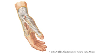 * Netter, F. (2016). Atlas de Anatomía Humana. 6ta.Ed. Masson
 
