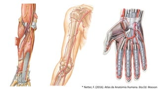 * Netter, F. (2016). Atlas de Anatomía Humana. 6ta.Ed. Masson
 