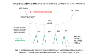 RAMO PALMAR SUPERFICIAL,
RAMA DE LA ART. RADIAL
Art. Cubital
1er
4to 3er 2do
ARCO
PALMAR
SUPERCIAL
ARTERIAS DIGITALES
PALMARES COMUNES.
SE ENUMERAN DE
MEDIAL A LATERAL
OBS: EL ARCO PALMAR DA ORIGEN A CUATRO COLATERALES LLAMADAS ARTERIAS DIGITALES
PALMARES COMUNES, QUE ESTAN DESTINADAS A LOS ULTIMOS CUATRO DEDOS
ARTERIAS
DIGITALES
PALMARES
PROPIAS
ART. DIGITALES
PALMARES PROPIAS
ARCO PALMAR SUPERFICIAL: RAMO PALMAR SUPERFICIAL, RAMA DE LA ART. RADIAL + ART. CUBITAL
ART. RADIAL
ART. METACARPIANA DORSAL DEL 1ER
ESPACIO INTEROSEO DEL METACARPO
 