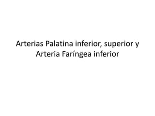 Arterias Palatina inferior, superior y 
Arteria Faríngea inferior 
 