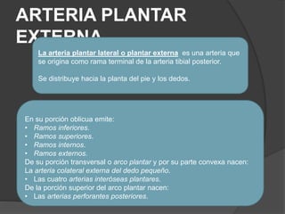 ARTERIA PLANTAR
EXTERNA
En su porción oblicua emite:
• Ramos inferiores.
• Ramos superiores.
• Ramos internos.
• Ramos externos.
De su porción transversal o arco plantar y por su parte convexa nacen:
La arteria colateral externa del dedo pequeño.
• Las cuatro arterias interóseas plantares.
De la porción superior del arco plantar nacen:
• Las arterias perforantes posteriores.
La arteria plantar lateral o plantar externa es una arteria que
se origina como rama terminal de la arteria tibial posterior.
Se distribuye hacia la planta del pie y los dedos.
 