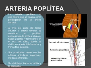 ARTERIA POPLÍTEA
• La arteria poplítea es
una arteria que se origina como
prolongación de la arteria
femoral.
• A nivel del anillo del tercer
aductor la arteria femoral se
convierte en poplítea,
atravesando de arriba a abajo el
hueco poplíteo y terminando en
el arco del sóleo, donde se
divide en arteria tibial anterior y
tronco tibio peróneo.
• Sus principales ramas son las
arterias articulares superiores,
medias e inferiores.
• Se distribuye hacia la rodilla y
la pantorrilla.
 