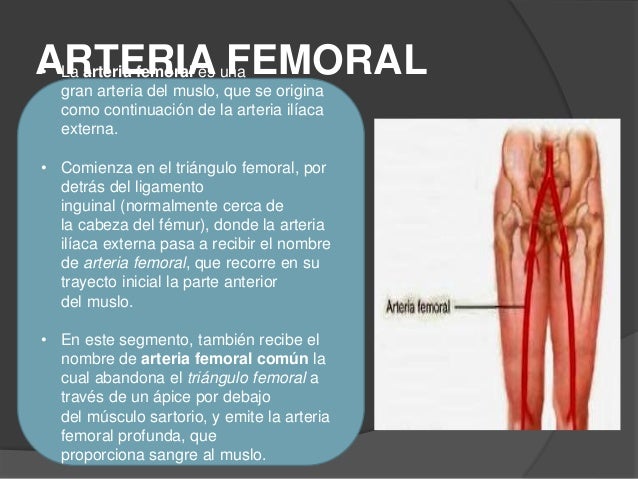 Arteria Femoral En Que Pierna Esta