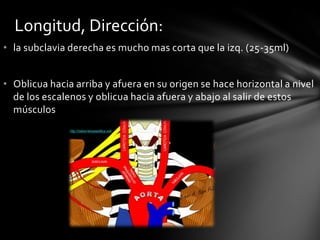 • la subclavia derecha es mucho mas corta que la izq. (25-35ml)
• Oblicua hacia arriba y afuera en su origen se hace horizontal a nivel
de los escalenos y oblicua hacia afuera y abajo al salir de estos
músculos
Longitud, Dirección:
 