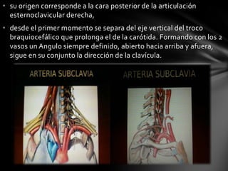 • su origen corresponde a la cara posterior de la articulación
esternoclavicular derecha,
• desde el primer momento se separa del eje vertical del troco
braquiocefálico que prolonga el de la carótida. Formando con los 2
vasos un Angulo siempre definido, abierto hacia arriba y afuera,
sigue en su conjunto la dirección de la clavícula.
 