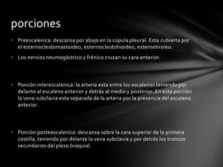 • Preescalenica: descansa por abajo en la cúpula pleural. Esta cubierta por
el esternocleidomastoideo, esternocleidohioideo, esternotiroieo.
• Los nervios neumogástrico y frénico cruzan su cara anterior.
• Porción interescalenica: la arteria esta entre los escalenos teniendo por
delante al escaleno anterior y detrás al medio y posterior. En esta porción
la vena subclavia esta separada de la arteria por la presencia del escaleno
anterior .
• Porción posteescalenica: descansa sobre la cara superior de la primera
costilla, teniendo por delante la vena subclavia y por detrás los troncos
secundarios del plexo braquial.
porciones
 