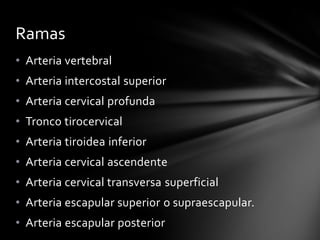 • Arteria vertebral
• Arteria intercostal superior
• Arteria cervical profunda
• Tronco tirocervical
• Arteria tiroidea inferior
• Arteria cervical ascendente
• Arteria cervical transversa superficial
• Arteria escapular superior o supraescapular.
• Arteria escapular posterior
Ramas
 