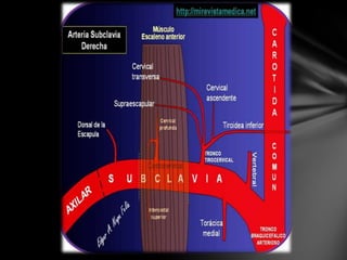Arteria subclavia derecha