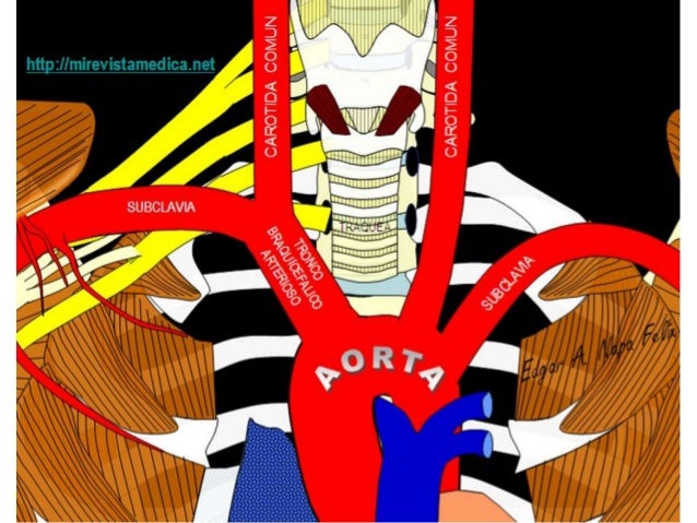 Arteria subclavia y sus ramas