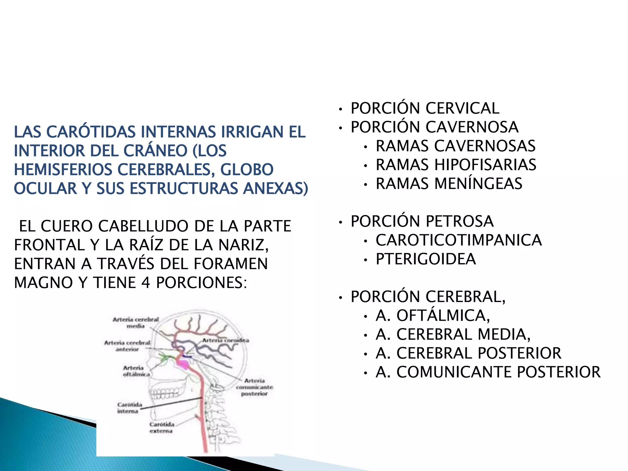 ARTERIAS VENAS Y NERVIOS DE CABEZA Y.pptx