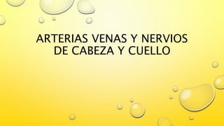 ARTERIAS VENAS Y NERVIOS
DE CABEZA Y CUELLO
 