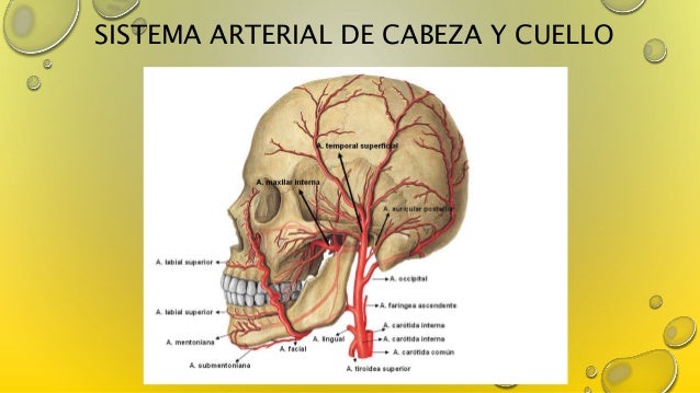 El embarazo de los músculos de la espalda el tratamiento