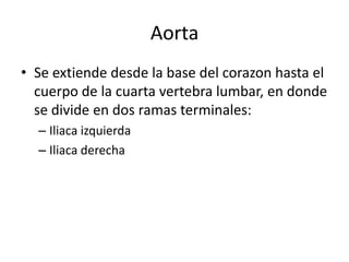 Aorta Se extiendedesde la base del corazon hasta el cuerpo de la cuarta vertebra lumbar, en donde se divide en dos ramasterminales: Iliacaizquierda Iliacaderecha 