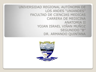 UNIVERSIDAD REGIONAL AUTÓNOMA DE
LOS ANDES “UNIANDES”
FACULTAD DE CIENCIAS MEDICAS
CARRERA DE MEDICINA
ANATOMIA II
YOJAN ISRAEL VIÑAN MUÑOZ
SEGUNDDO “B”
DR. ARMANDO QUINTANA
 