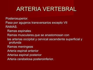 ARTERIA VERTEBRAL
Posterosuperior.
Pasa por agujeros transversarios excepto VII
RAMAS.
 Ramas espinales
 Ramas musculares,que se anastomosan con
 las arterias occipital y cervical ascendente superficial y
   profunda
 Ramas meningeas
 Arteria espinal anterior
 Arterisa espinal posterior
 Arteria cerebelosa posteroinferior.
 