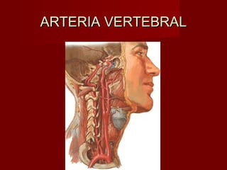 ARTERIA VERTEBRAL
 