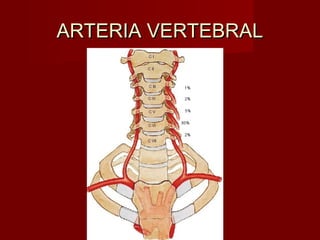 ARTERIA VERTEBRAL
 