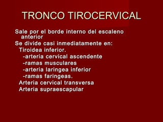 TRONCO TIROCERVICAL
Sale por el borde interno del escaleno
  anterior
Se divide casi inmediatamente en:
 Tiroidea inferior.
   -arteria cervical ascendente
   -ramas musculares
   -arteria laringea inferior
   -ramas faringeas.
 Arteria cervical transversa
 Arteria supraescapular
 