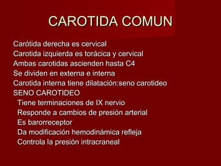 CAROTIDA COMUN
Carótida derecha es cervical
Carotida izquierda es torácica y cervical
Ambas carotidas ascienden hasta C4
Se dividen en externa e interna
Carotida interna tiene dilatación:seno carotideo
SENO CAROTIDEO
 Tiene terminaciones de IX nervio
 Responde a cambios de presión arterial
 Es barorreceptor
 Da modificación hemodinámica refleja
 Controla la presión intracraneal
 