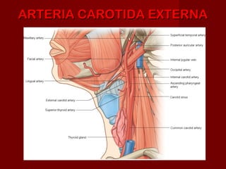 ARTERIA CAROTIDA EXTERNA
 