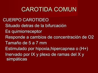 CAROTIDA COMUN
CUERPO CAROTIDEO
 Situado detras de la bifurcación
 Es quimiorreceptor
 Responde a cambios de concentración de O2
 Tamaño de 5 a 7 mm
 Estimulado por hipoxia,hipercapnea o (H+)
 Inervado por IX y plexo de ramas del X y
  simpáticas
 